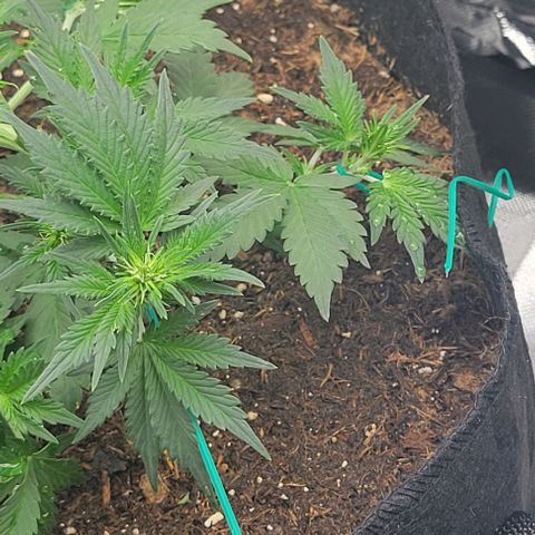 Chocolate mints og auto growlog photo: Veg