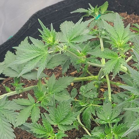 Chocolate mints og auto growlog photo: Veg