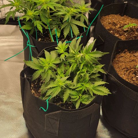 Chocolate mints og auto growlog photo: Veg
