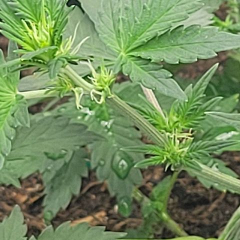 Chocolate mints og auto growlog photo: Veg