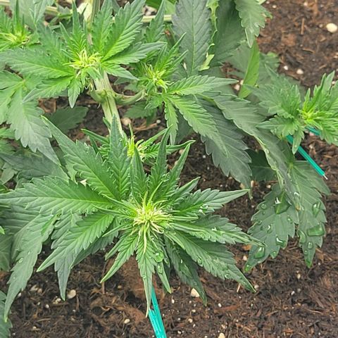 Chocolate mints og auto growlog photo: Veg