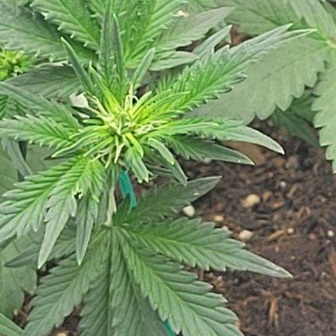 Chocolate mints og auto growlog photo: Veg