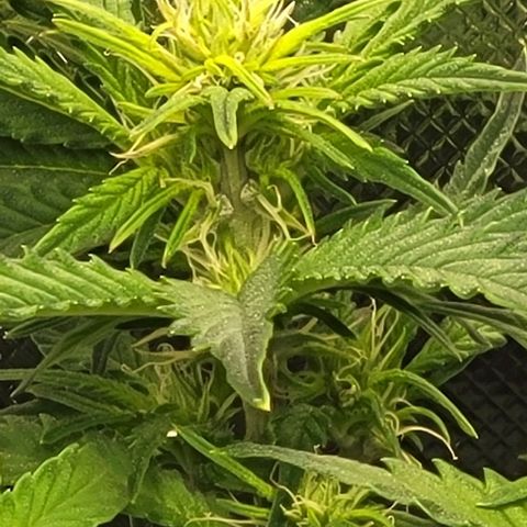 Chocolate mints og auto growlog photo: Late veg