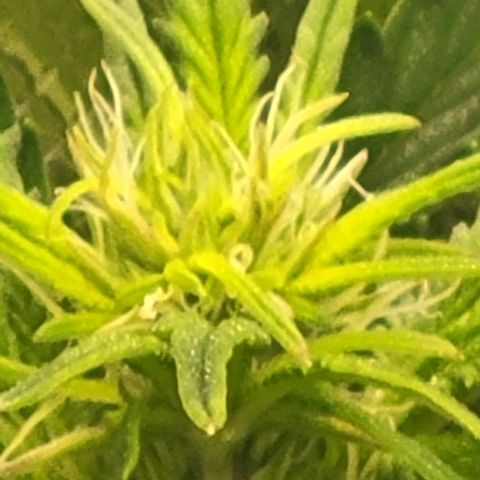 Chocolate mints og auto growlog photo: Late veg