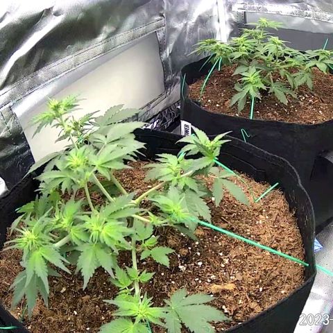 Chocolate mints og auto growlog photo: Late veg