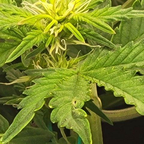 Chocolate mints og auto growlog photo: Late veg