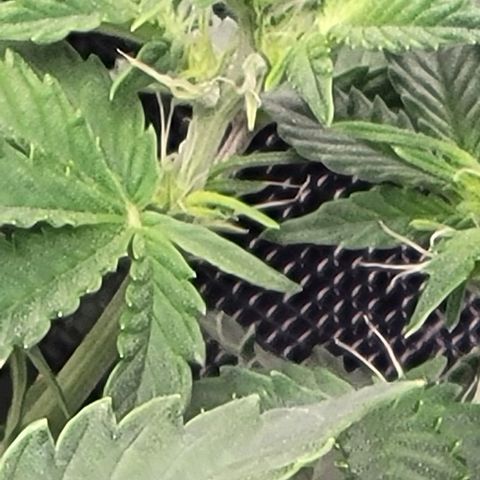 Chocolate mints og auto growlog photo: Late veg