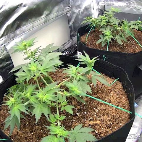 Chocolate mints og auto growlog photo: Late veg