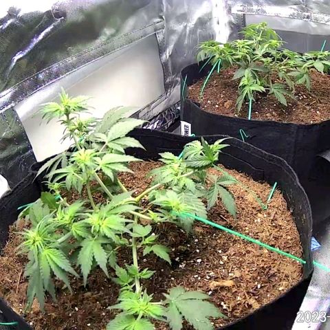 Chocolate mints og auto growlog photo: Late veg