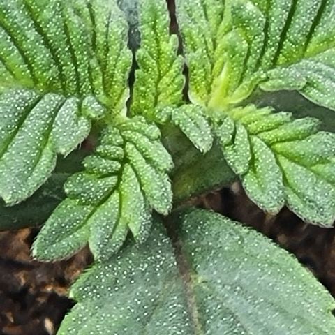 Shango church growlog photo: Noticed 1st set of 5