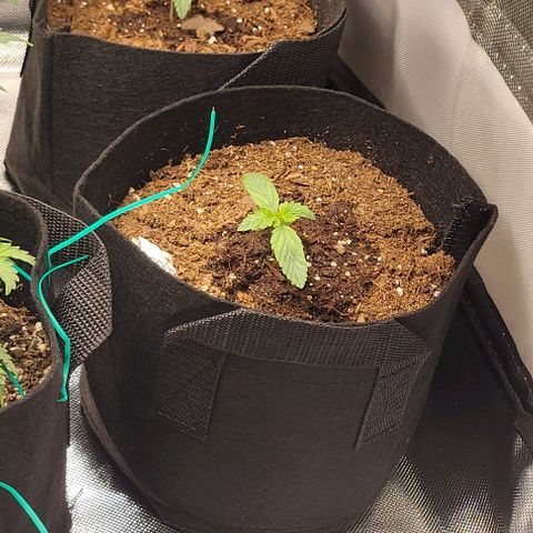 Shango church growlog photo: Noticed 1st set of 5