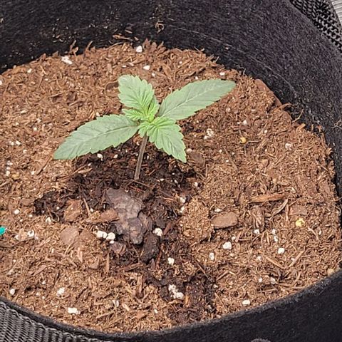 Shango church growlog photo: Noticed 1st set of 5