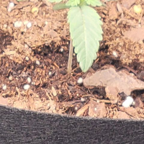 Shango church growlog photo: Noticed 1st set of 5