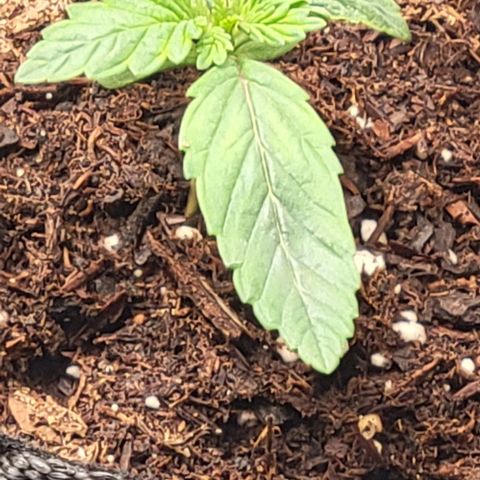 Shango church growlog photo: Noticed 1st set of 5