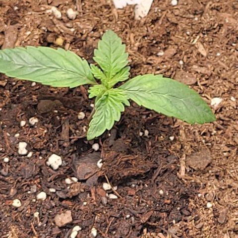 Shango church growlog photo: Noticed 1st set of 5