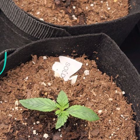 Shango church growlog photo: Noticed 1st set of 5