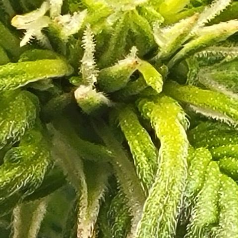 Chocolate mints og auto growlog photo: Choco and Doro 