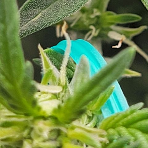 Chocolate mints og auto growlog photo: Choco and Doro 