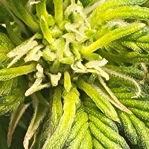 Chocolate mints og auto growlog photo: Choco and Doro 