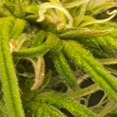 Chocolate mints og auto growlog photo: Choco and Doro 