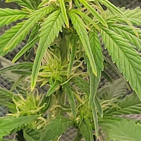 Chocolate mints og auto growlog photo: Choco and Doro 