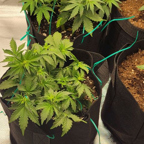 Chocolate mints og auto growlog photo: Choco and Doro 