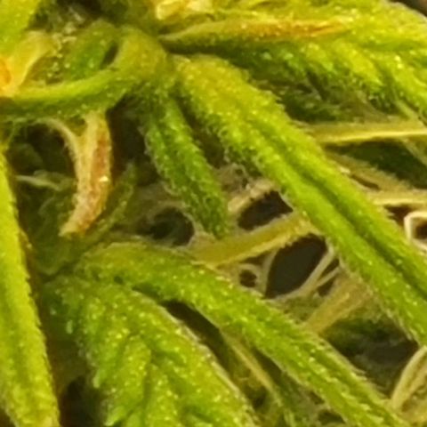 Chocolate mints og auto growlog photo: Choco and Doro 