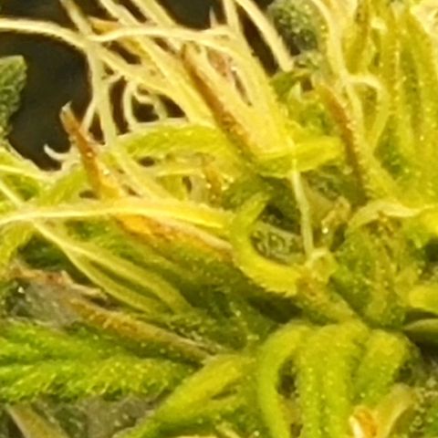 Chocolate mints og auto growlog photo: Choco and Doro 
