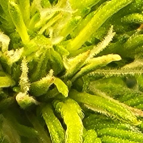 Chocolate mints og auto growlog photo: Choco and Doro 