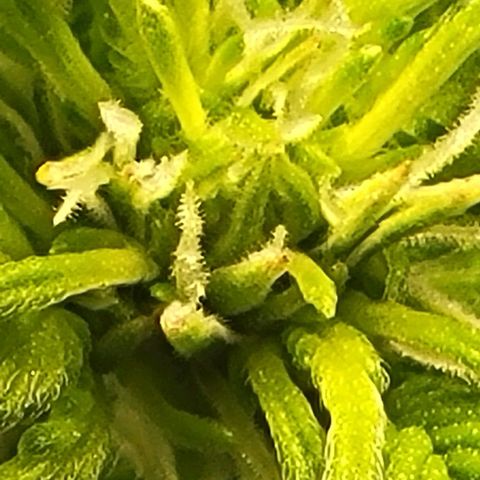 Chocolate mints og auto growlog photo: Choco and Doro 