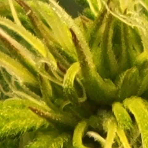 Chocolate mints og auto growlog photo: Choco and Doro 