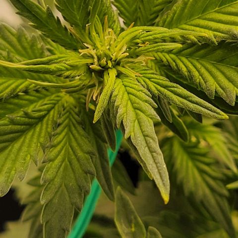 Chocolate mints og auto growlog photo: Choco and Doro 