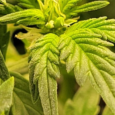 Chocolate mints og auto growlog photo: Choco and Doro 
