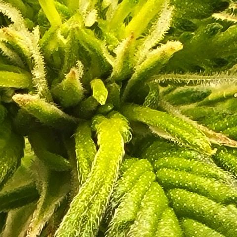 Chocolate mints og auto growlog photo: Choco and Doro 