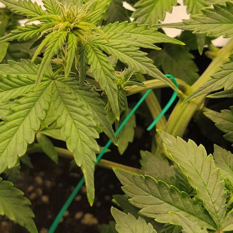 Chocolate mints og auto growlog photo: Choco and Doro 