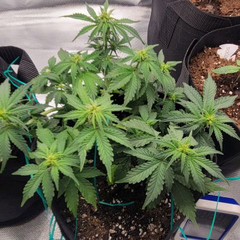 Chocolate mints og auto growlog photo: Choco and Doro 
