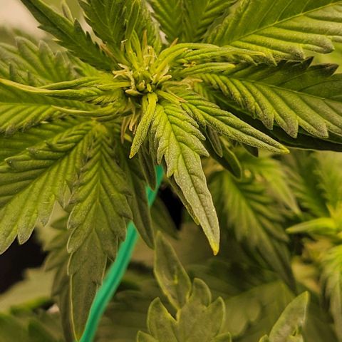 Chocolate mints og auto growlog photo: Choco and Doro 
