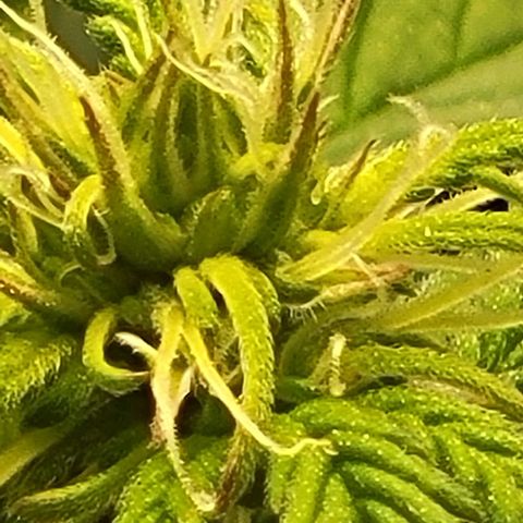 Chocolate mints og auto growlog photo: Choco and Doro 