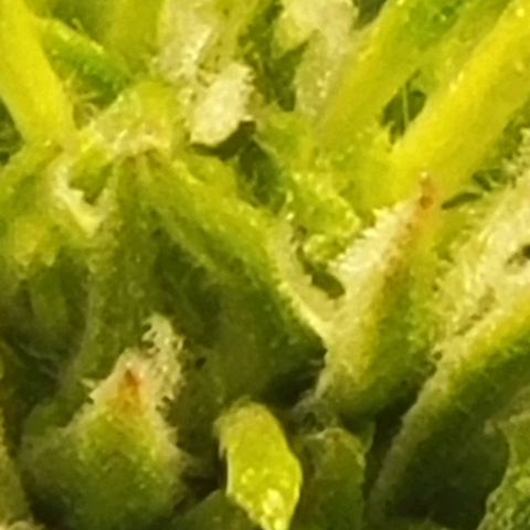 Chocolate mints og auto growlog photo: Choco and Doro 