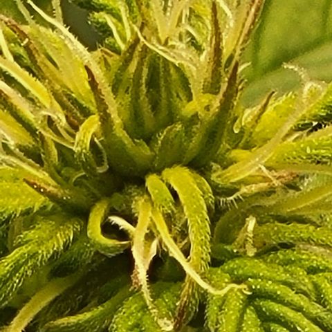 Chocolate mints og auto growlog photo: Choco and Doro 