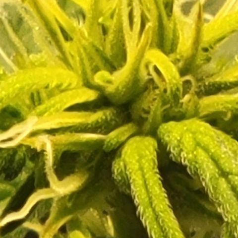Chocolate mints og auto growlog photo: Choco and Doro 