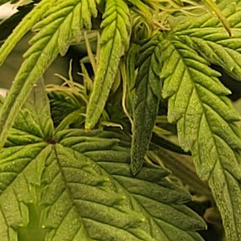Chocolate mints og auto growlog photo: Choco and Doro 