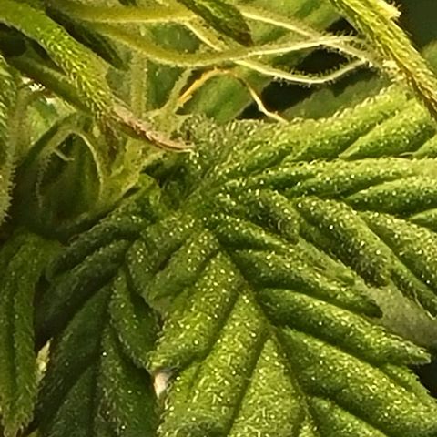 Chocolate mints og auto growlog photo: Choco and Doro 