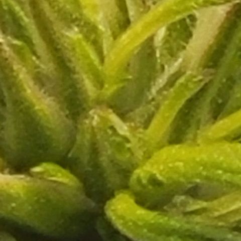 Chocolate mints og auto growlog photo: Choco and Doro 