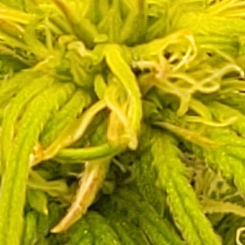 Chocolate mints og auto growlog photo: Choco and Doro 