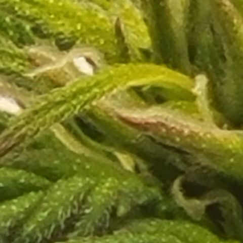 Chocolate mints og auto growlog photo: Choco and Doro 