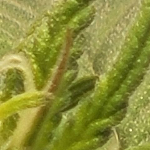 Chocolate mints og auto growlog photo: Choco and Doro 