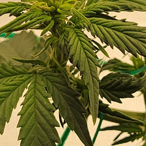Chocolate mints og auto growlog photo: Choco and Doro 