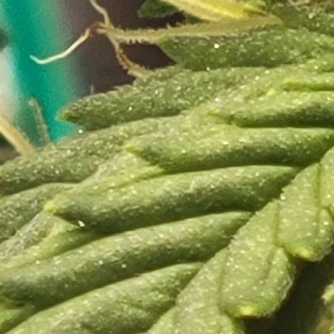 Chocolate mints og auto growlog photo: Choco and Doro 