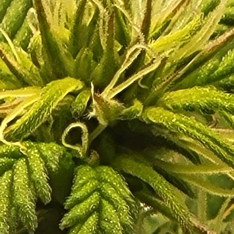 Chocolate mints og auto growlog photo: Choco and Doro 